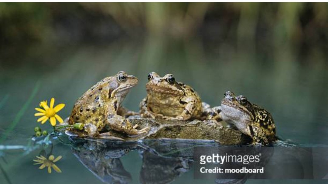 DoolitleEliza's tweet image. #frogs leap in the pond
Messiahs walking on water
Speaking their Green truth
#DailyHaikuPrompt
#DailyHaikuPrompt #haikuchallenge #haiku