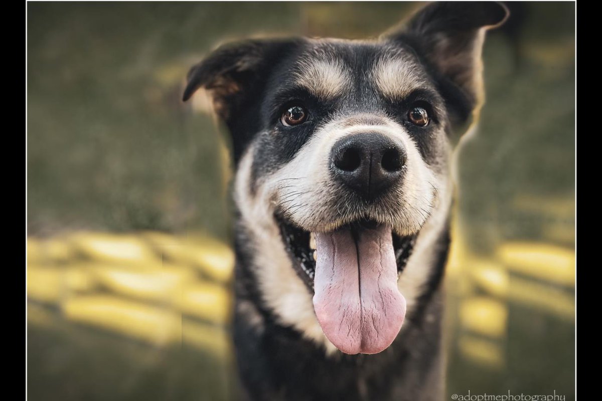 My co. has virtually adopted 'Banks' A2099108 to help him find a forever home!🐶 He's a 3-year-old neutered pup who weighs 68 lbs. (Big baby!) He's full of smiles and ready to meet you at Harbor Animal Services Center! Questions?➡️ info@aktpictures.com @LACityPets #WhenIWasAHuman