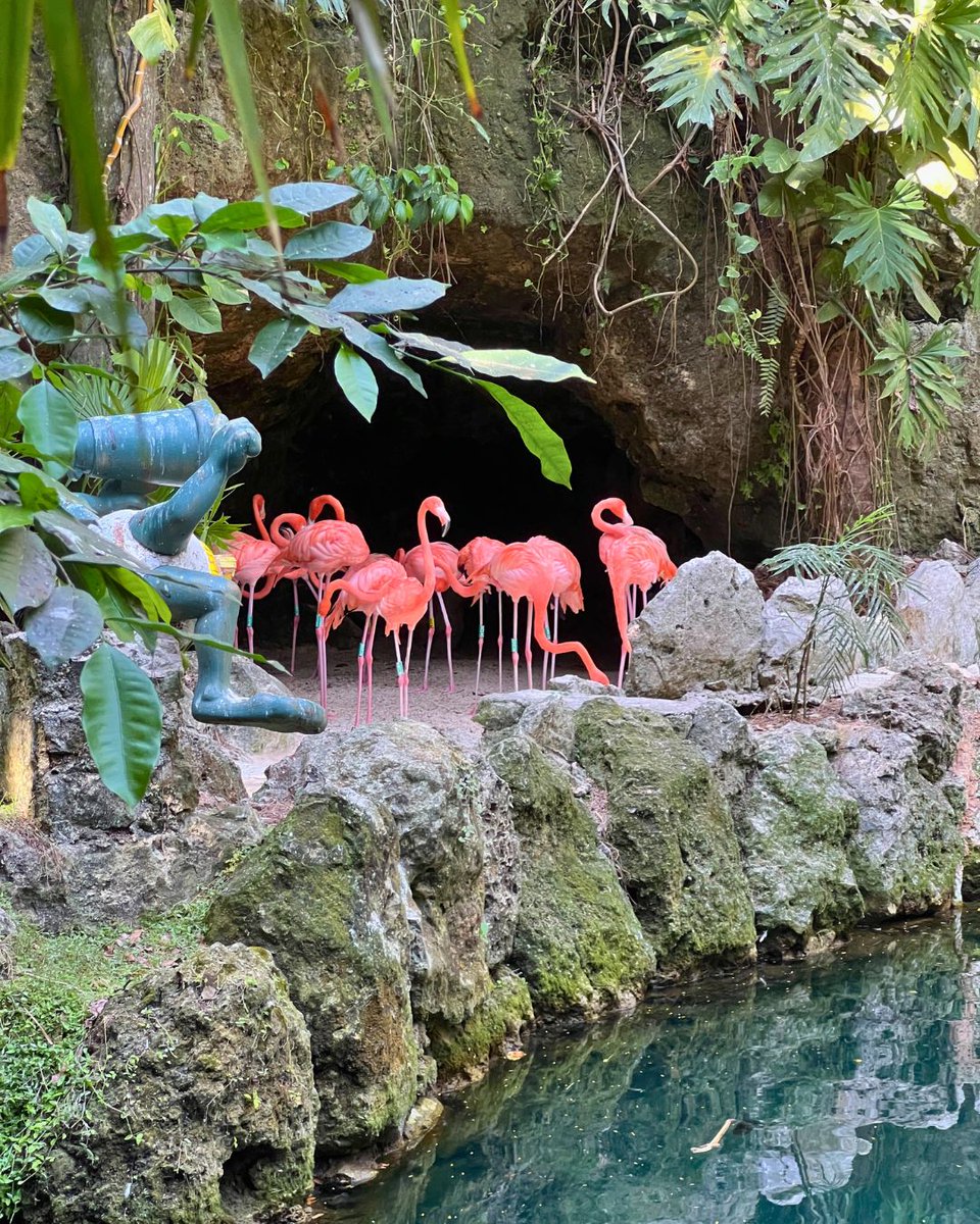 ¿Sabes porque los flamencos son de color rosa? 👀  Es por el resultado de la acumulación de pigmentos en su piel y plumas y proviene de su dieta. 🦩