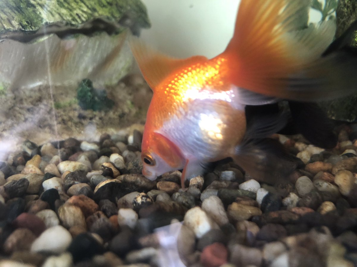 MiddleageWar's tweet photo. Me again on @BBCRadioKent talking about being IT support for my elderly parents and worrying about my daughter’s goldfish, Gary. Listen again on #bbcsounds @adamdowling #blog #middleagedwarrior https://t.co/KLyQcLIf2L