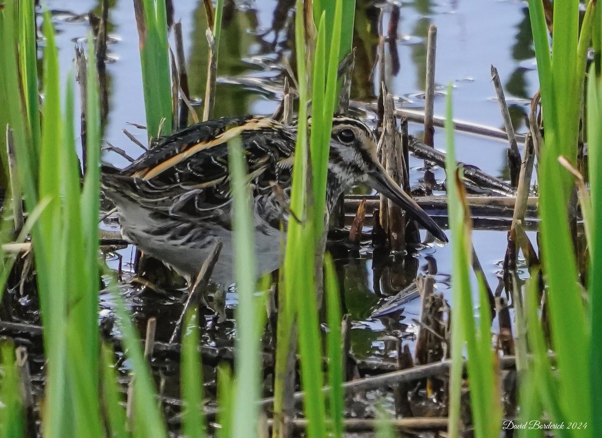 Jack Snipe still at Island Mere, RSPB Minsmere this morning @RSPBMinsmere @RSPBEngland @Natures_Voice @SuffolkBirdGrp @BINsBirder