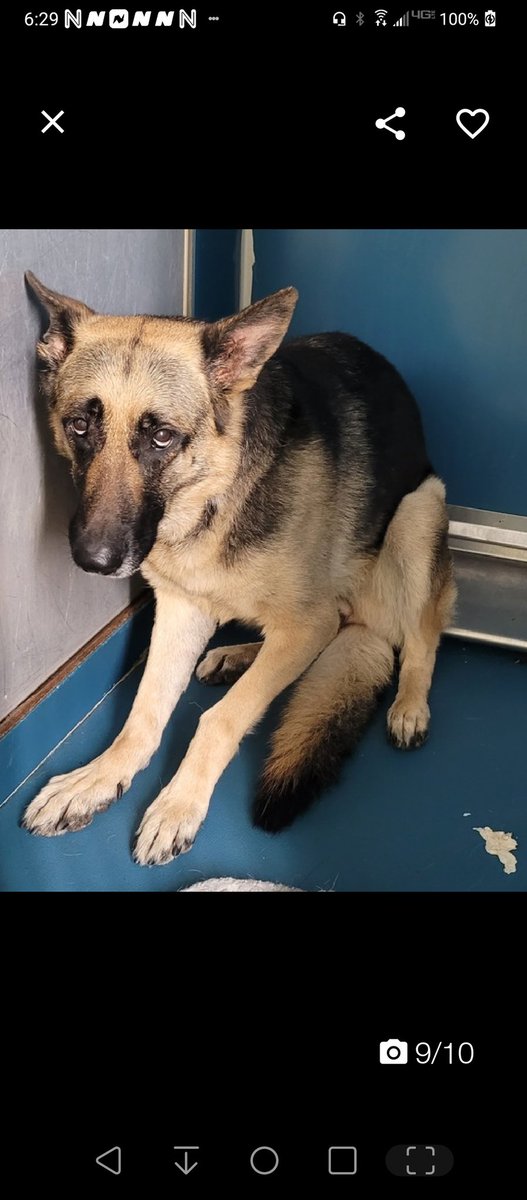 Julie🌻🐾 tweet media