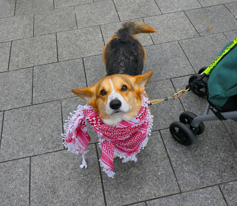 This is beesly_thecorgi(on Instagram and Tiktok)I had the pleasure of meeting him and getting a lovely photo of his cuteness #dog #dublin #photography