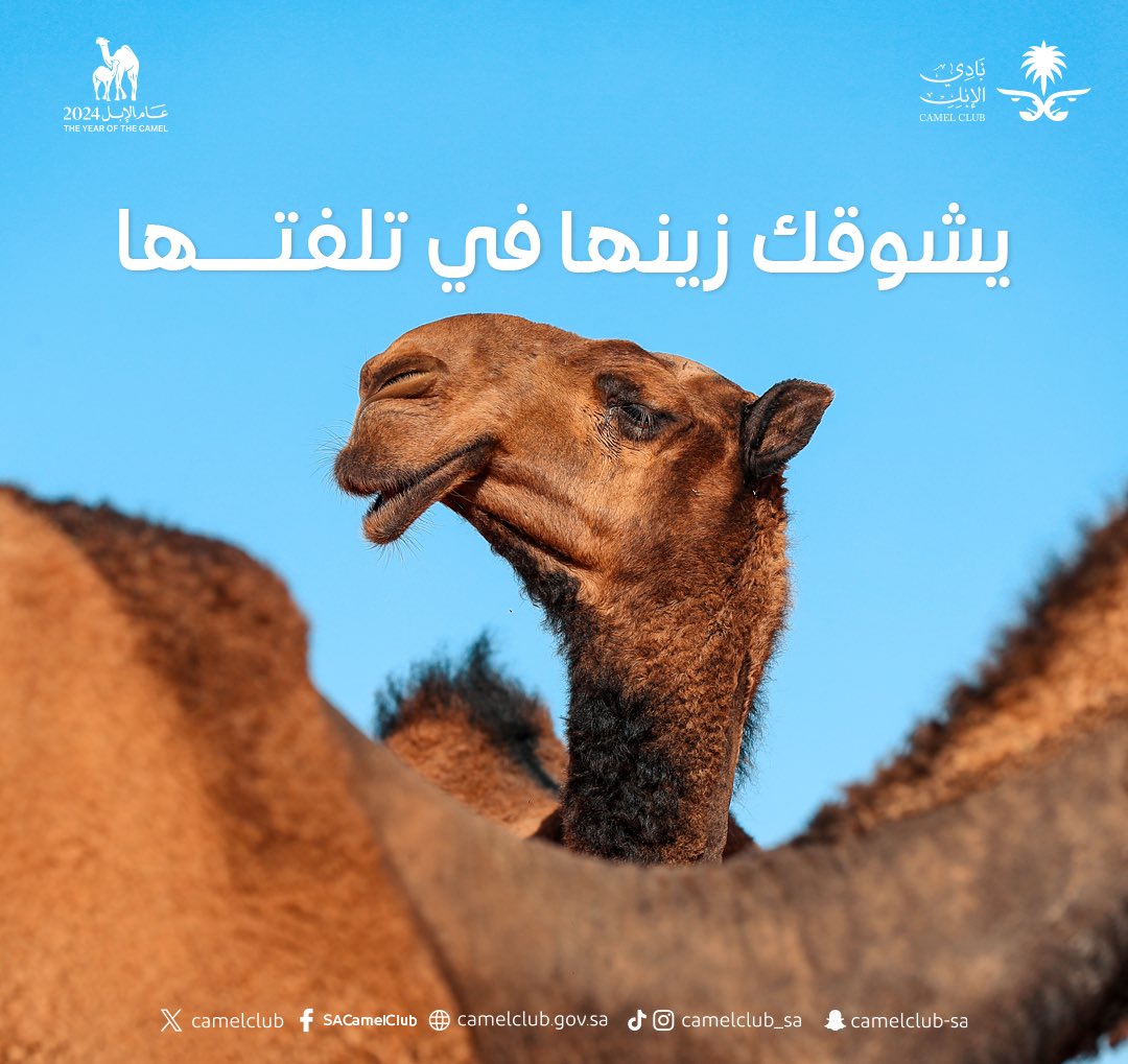 زين يطرب العين، بجمالٍ لا مثيل له 😍🐪 #نادي_الإبل | #عام_الإبل_2024