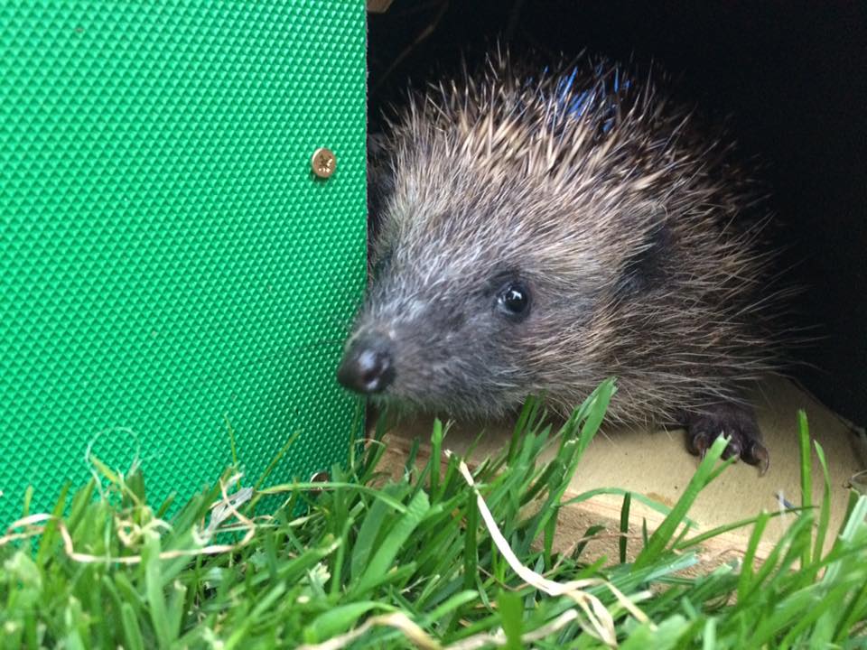 New online course - helping #hedgehogs in your garden. Perfect for anyone wanting to make their garden or nearby green space #wildlife friendly eventbrite.co.uk/e/helping-hedg…
