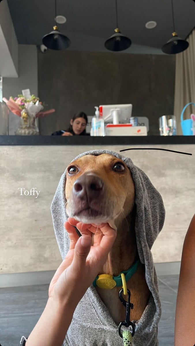 itzelfernanda3's tweet image. Todavía no puedo creer que el toffy llegó a mi vida