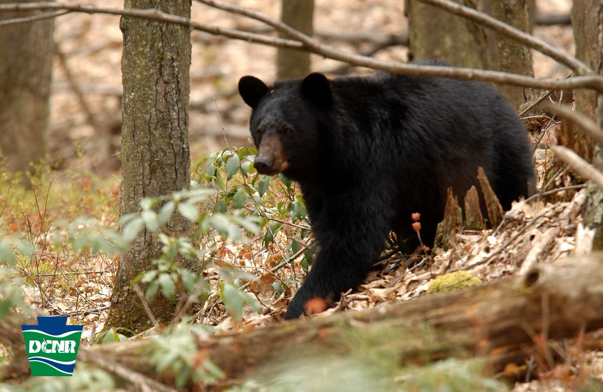 Bears are ending hibernation and are most active at dawn and dusk. While bear encounters at #PaStateParks and #PaStateForests are rare, it’s good to know how to minimize chances of encounter and what to do in an unlikely event you run into one➡️ bit.ly/3vkLPyn. #Bearwise