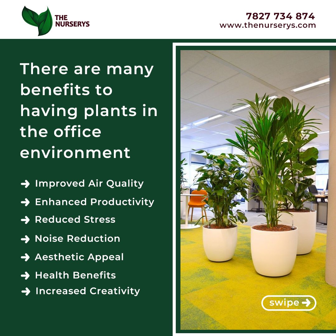 TheNurserys's tweet photo. Transform your office environment with our premium plant rental service! Elevate aesthetics, boost productivity, and foster a healthier workplace. Enjoy free setup installation, maintenance, and replacement for thriving greenery. 
Visit https://t.co/8x0wZ6Tb3Y 

#plants #garden https://t.co/oPyDlZEruN