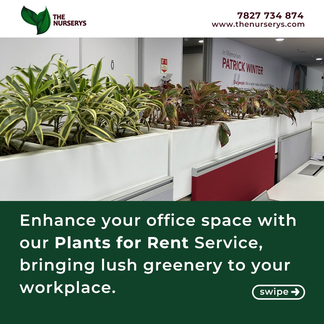 TheNurserys's tweet photo. Transform your office environment with our premium plant rental service! Elevate aesthetics, boost productivity, and foster a healthier workplace. Enjoy free setup installation, maintenance, and replacement for thriving greenery. 
Visit https://t.co/8x0wZ6Tb3Y 

#plants #garden https://t.co/oPyDlZEruN
