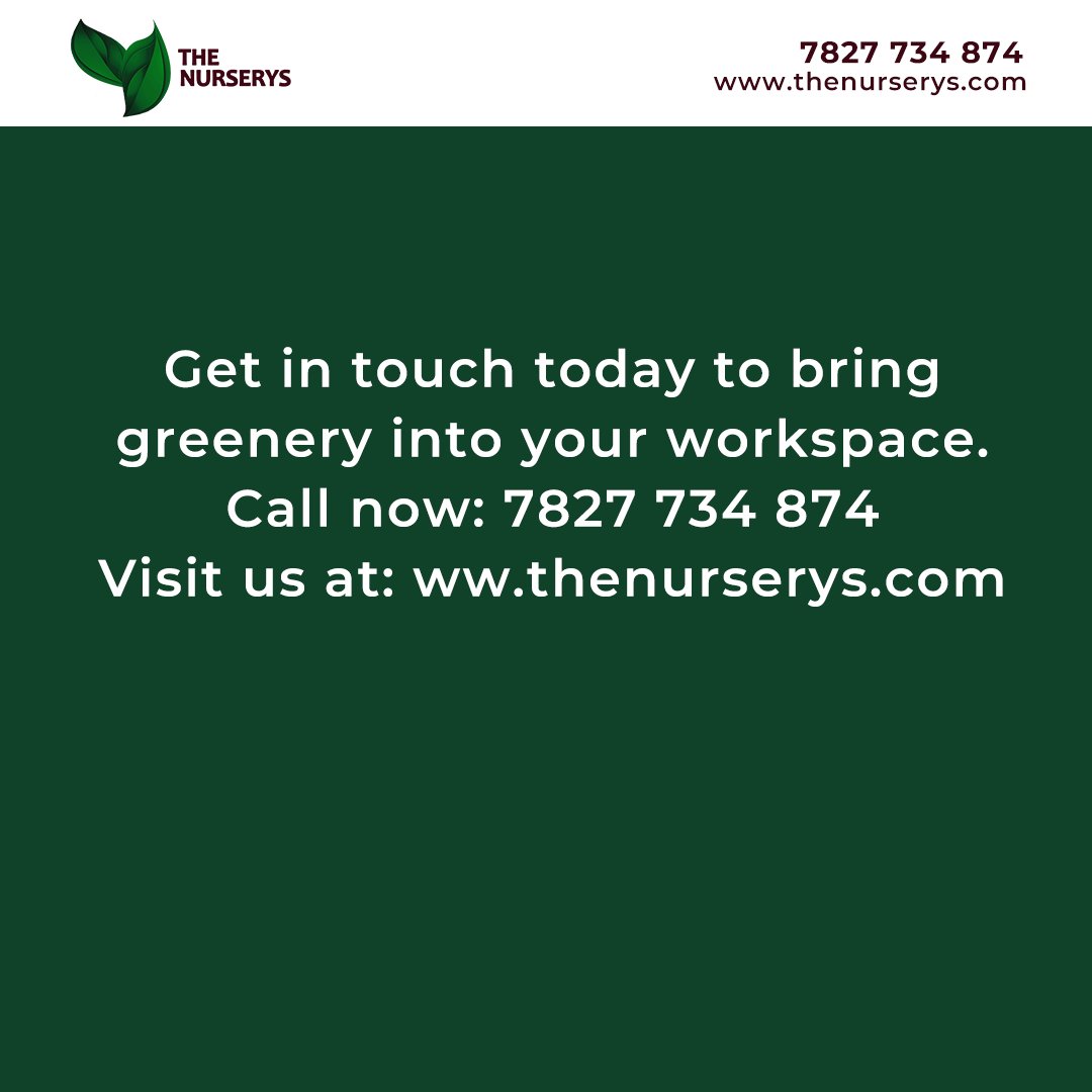 TheNurserys's tweet photo. Transform your office environment with our premium plant rental service! Elevate aesthetics, boost productivity, and foster a healthier workplace. Enjoy free setup installation, maintenance, and replacement for thriving greenery. 
Visit https://t.co/8x0wZ6Tb3Y 

#plants #garden https://t.co/oPyDlZEruN