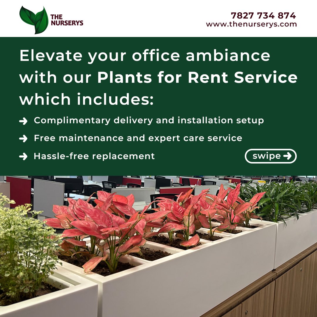 TheNurserys's tweet photo. Transform your office environment with our premium plant rental service! Elevate aesthetics, boost productivity, and foster a healthier workplace. Enjoy free setup installation, maintenance, and replacement for thriving greenery. 
Visit https://t.co/8x0wZ6Tb3Y 

#plants #garden https://t.co/oPyDlZEruN