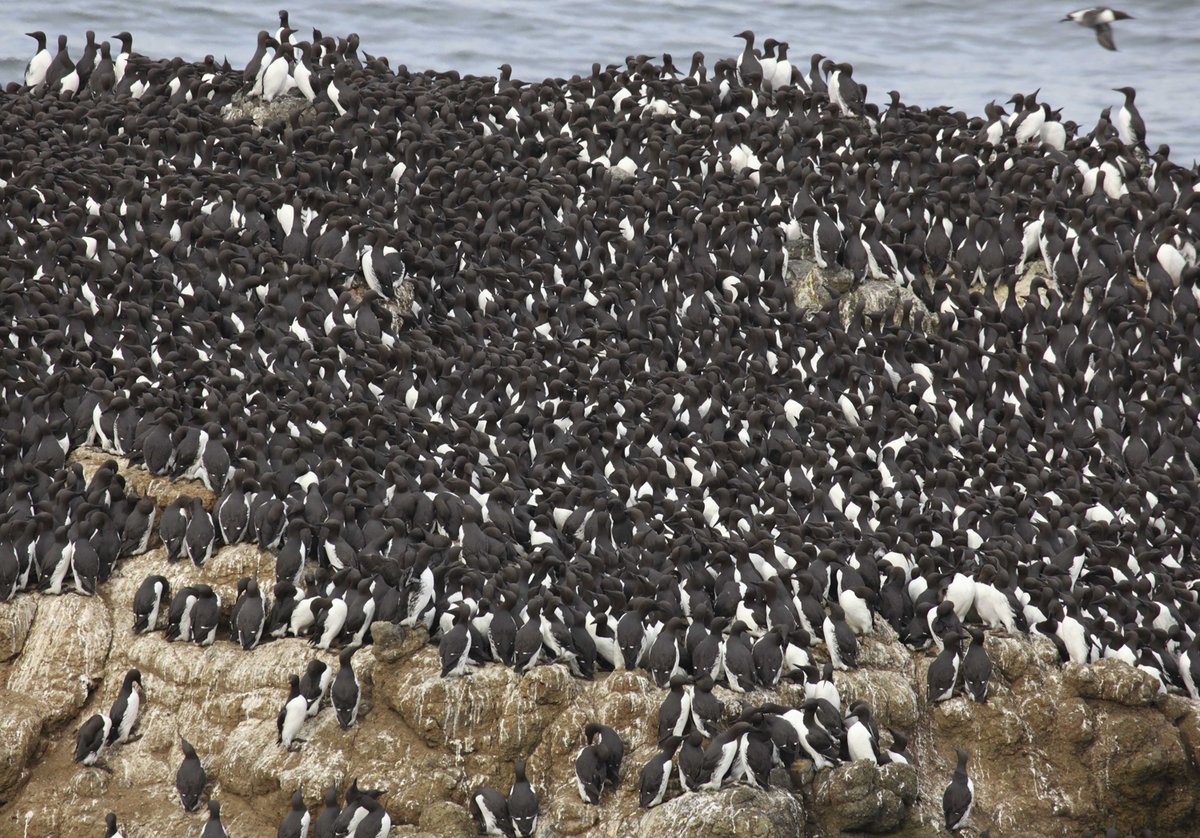 Quick – count the seabirds! The common murre is Oregon’s most abundant nesting seabird with more than 700,000 returning to the rocky coastline every spring. 🧵 USFWS photo: Roy W. Lowe