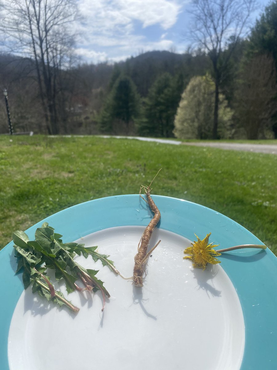 Never sure which part of the dandelion I like best… greens for salads, roots and flower for tea… so many healthy choices in our backyards! #liver #health #wellness