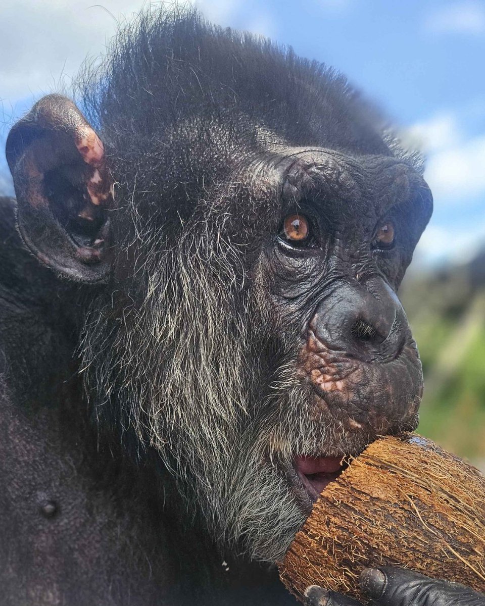 Feeding over 200 chimps 365 days a year is C-O-C-O-N-U-T-S! Imagine what we can do together by everyone donating just $5 to help reach our National Nutrition Month goal! Help us reach our goal by donating: bit.ly/stcnutritionmo… 📸 of Bobby by Associate Vet Dr. Lauri Crimmins