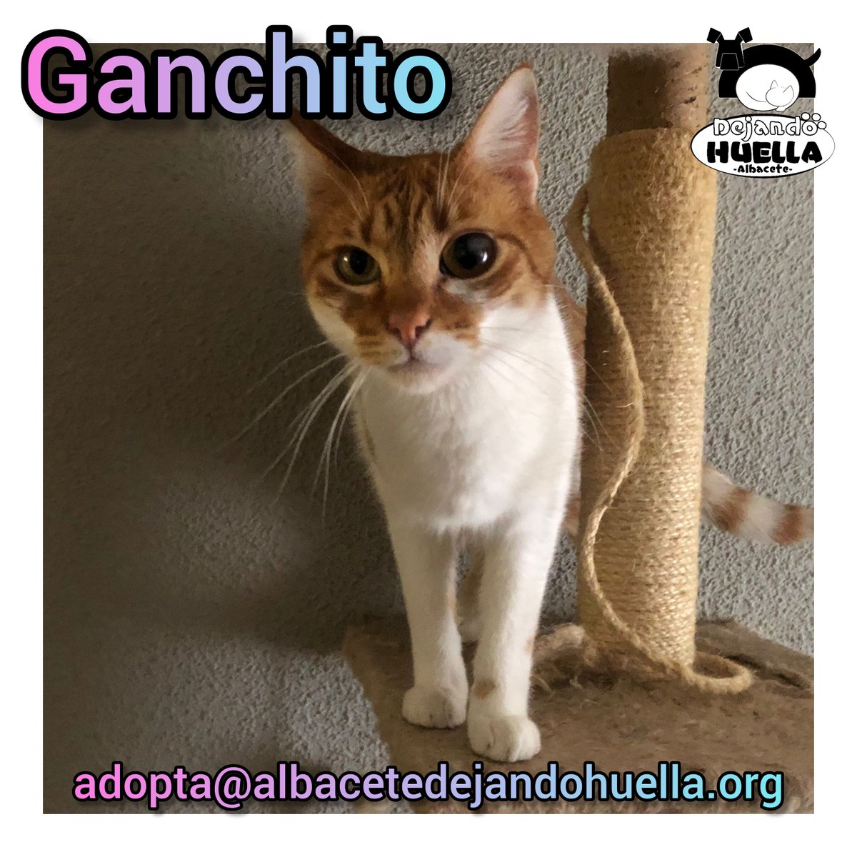 Ganchito lleva en nuestra pequeña familia ya unos años.El chiquitín empieza a pensar qué tiene de malo para que nadie se fije en él.
No desea convertirse en una huellita invisible,más con todo el amor y la alegría que da en su casa de acogida.

🐾 adopta@albacetedejandohuella.org