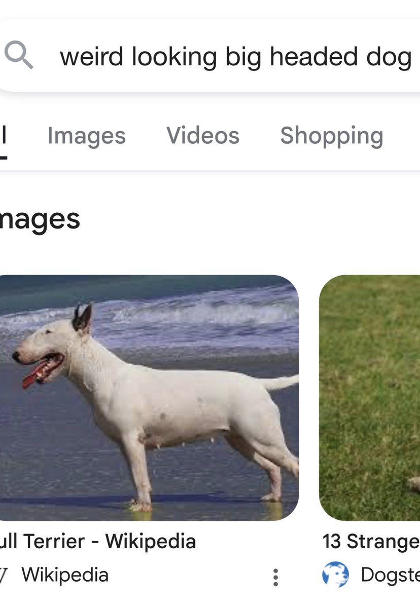 IsaacKatz13's tweet photo. respectfully.. these dogs will never not creep the absolute fuck out of me https://t.co/C52NQrTqlI