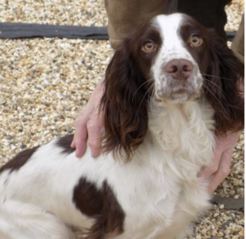 #spanielHour MAX HAS BEEN missing since 8/2/23 Male/Young adult liver&white #ESS lost on Tuft Hill nr #Fordingbridge in #NewForest #SP6 MAX/his brother ran off chasing 🦌 his brother was handed into vets BUT MAX never found CHIPPED - never doglost.co.uk/dog-blog.php?d…