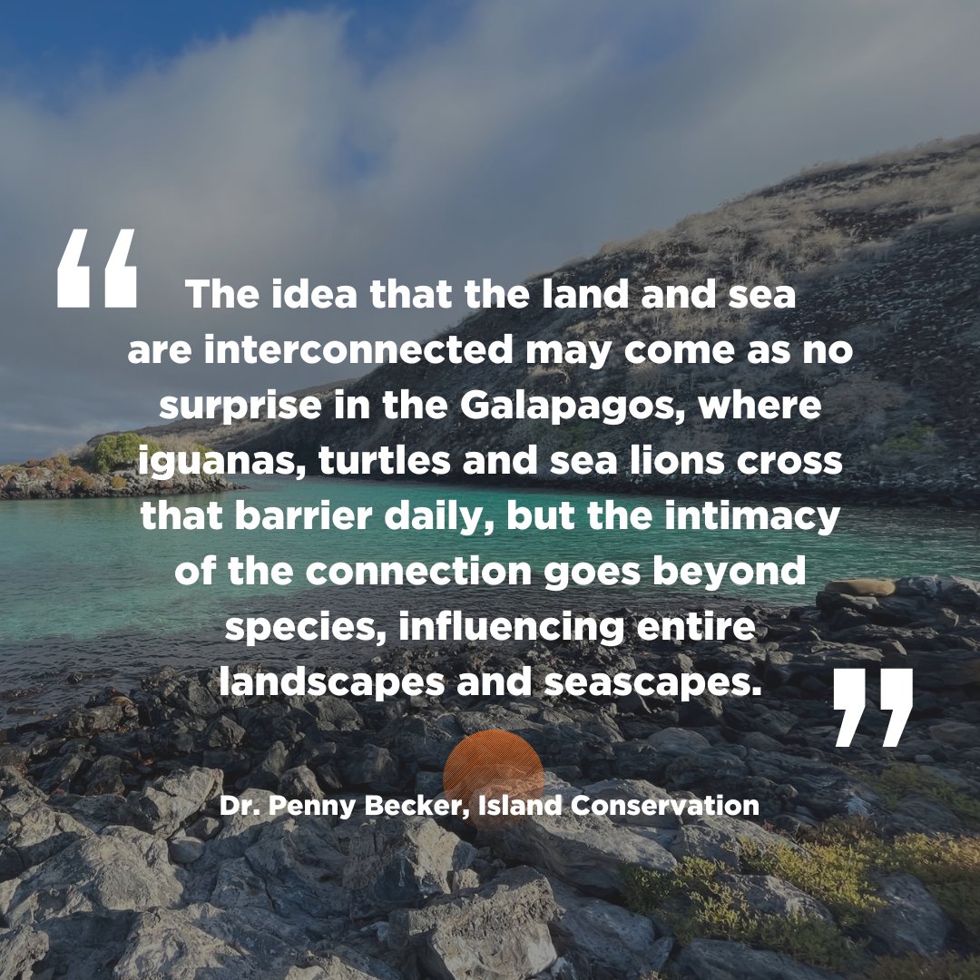 In an article for @galapagossip , a new IOCC partner, Island Conservation’s Penny Becker writes about the intimate connections between island and marine ecosystems. islandconservation.org/island-restora…