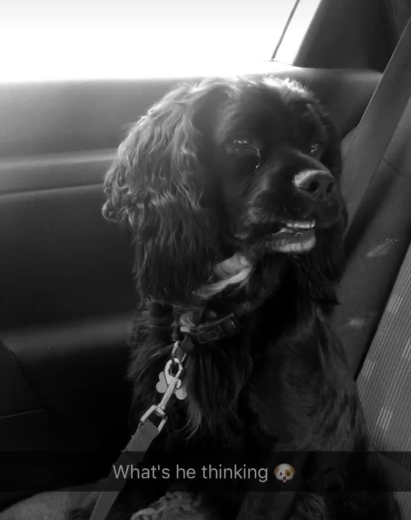 rosieDoc2's tweet photo. #SpanielHour
ALFIE
โผ๏ธLOOK AT HIS LOVELY FACEโผ๏ธ
So recognisable, if heโs looking at you now..you will know itโs him, PLS BRING HIM HOME
Male #cockerspaniel black/older adult white ON front 16/12/18 #Gotherington Village #GL52
https://t.co/8AN4RlO3FC
@JacquiSaid @RachaelB100 https://t.co/01eOnr0arM