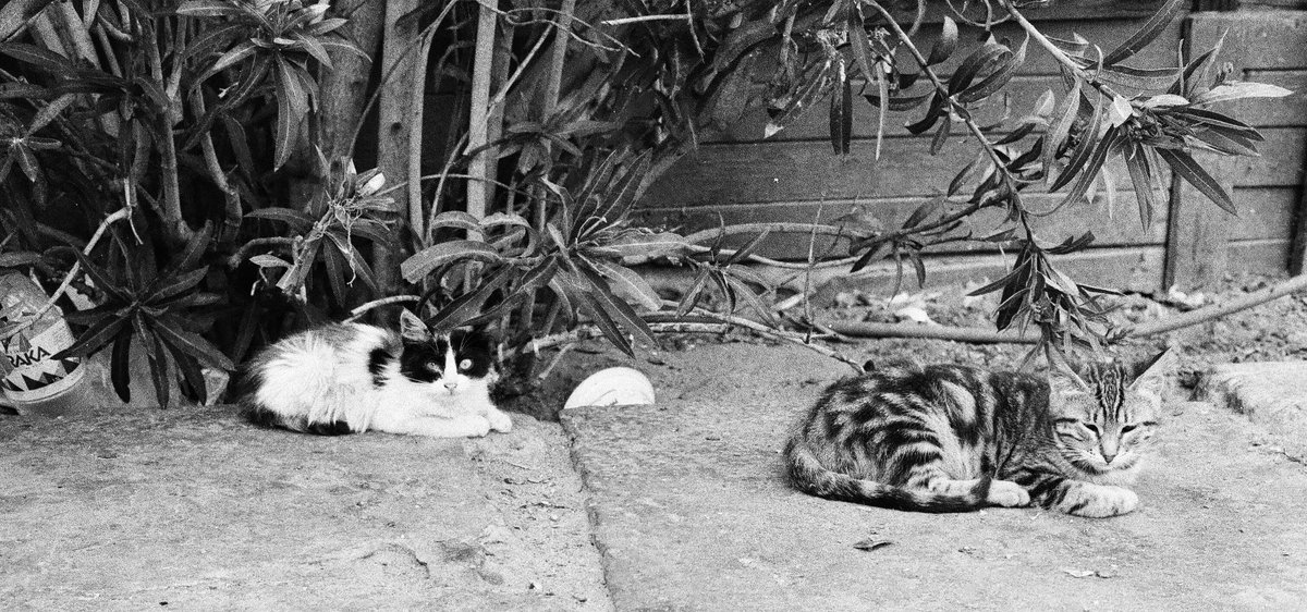 Mazenaliwa's tweet photo. عشوائيات
📸#canonae1program
🎞#expiredilford
#35mm #shotonfilm
#35mmphotgraphy
#filmphotography
#analog #film #filmcamera
#fomapan #blackandwhite
#analogphotography #analogue
#photography #Alexandria #ilfordpan #expiredfilmclub #ilford https://t.co/dqU6umZxjz