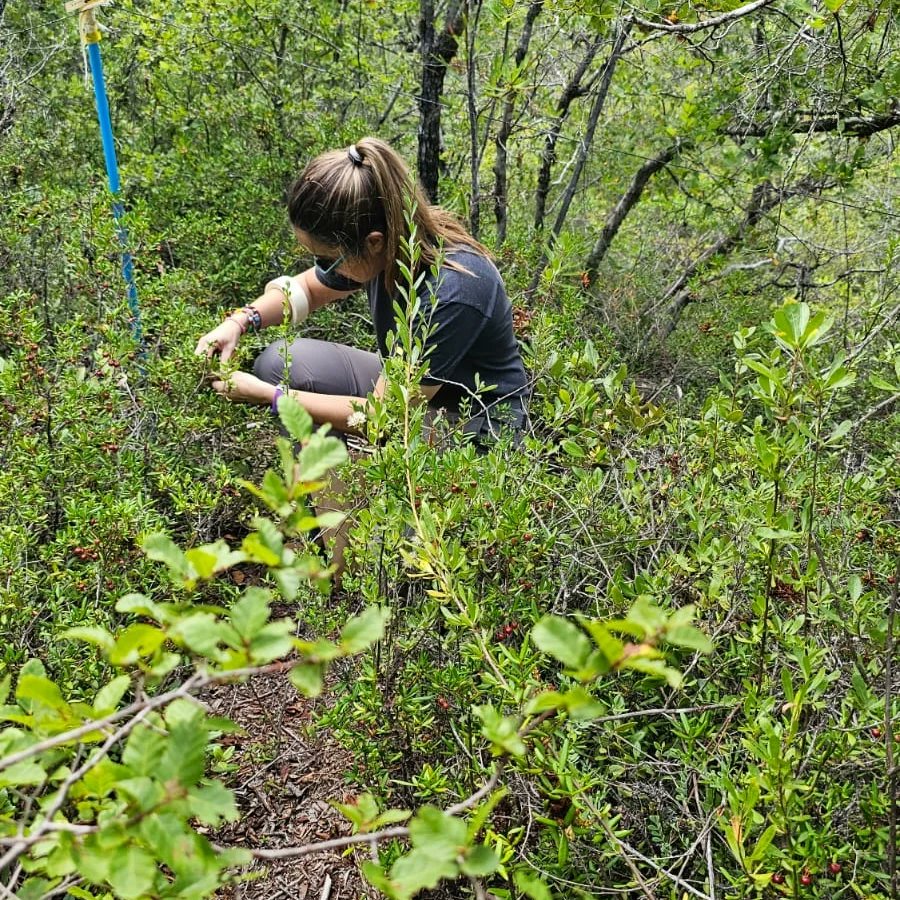 INFOR_Minagri's tweet photo. 📣 Equipo investigación en Productos Forestales no Madereros ( PFNM ) INFOR Biobío y Metropolitana, cerrando las evaluaciones a unidad experimental de proyecto FIBN "tecnicas de manejo y recolección sustentable de murta silvestre". https://t.co/0tdE4SZ2WA