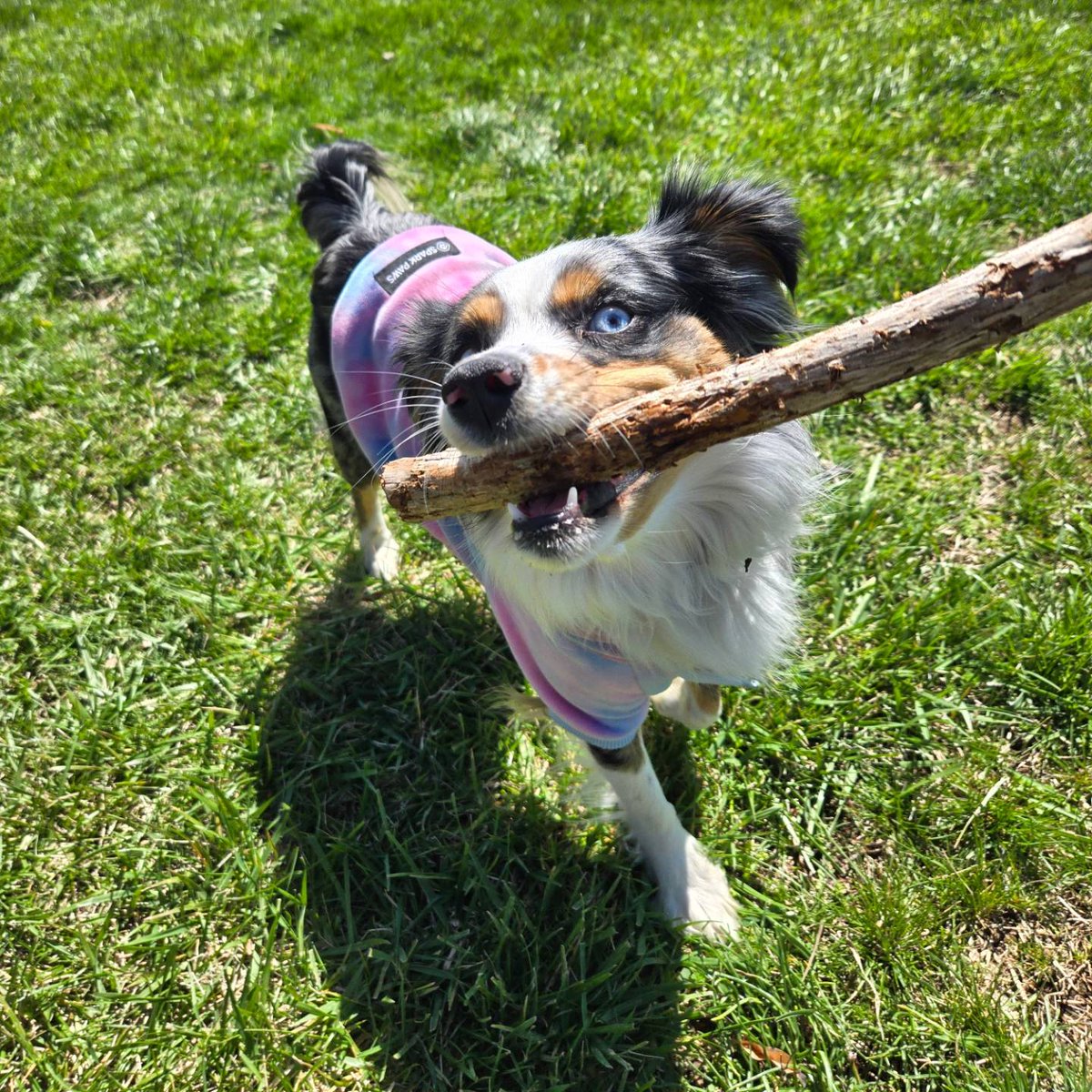 SGFTopDog's tweet photo. Today I'm TWO! This year for my birthday, in lieu of treats and toys, I'd like for votes/donations be made for the next #SGFTopDog to the CPO.  
https://t.co/0MXKbcRSmd

(I may be a little biased, but did you see how cute #5 Millie and #18 Bella are??) https://t.co/z0h3o9qNzf