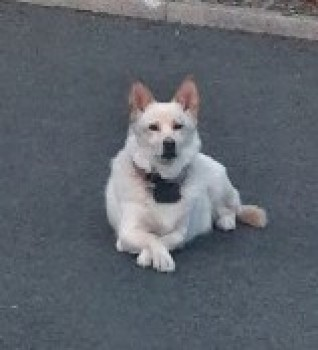 millypod1's tweet photo. ๐16 MAR 2024 #Lost ODIE and RUBY #ScanMe
Black /Brown Collie Cross Female
ELDERLY Husky Cross (Spayed) Female
#Heatherside #Mullaghteelin #Bellewstown #Ireland https://t.co/OpSdlrIcqP
https://t.co/qmE17VbOKf https://t.co/hBsab0MEkZ
