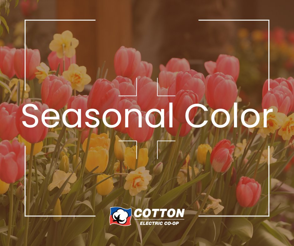 The theme for our April photo contest is Seasonal Color! Submissions are due Monday, April 1. Send photos to TheCurrent@CottonElectric.com. The winner will have their photo published in The Current and receive a Cotton Electric prize package!
