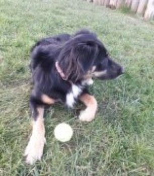 millypod1's tweet photo. ๐16 MAR 2024 #Lost ODIE and RUBY #ScanMe
Black /Brown Collie Cross Female
ELDERLY Husky Cross (Spayed) Female
#Heatherside #Mullaghteelin #Bellewstown #Ireland https://t.co/OpSdlrIcqP
https://t.co/qmE17VbOKf https://t.co/hBsab0MEkZ