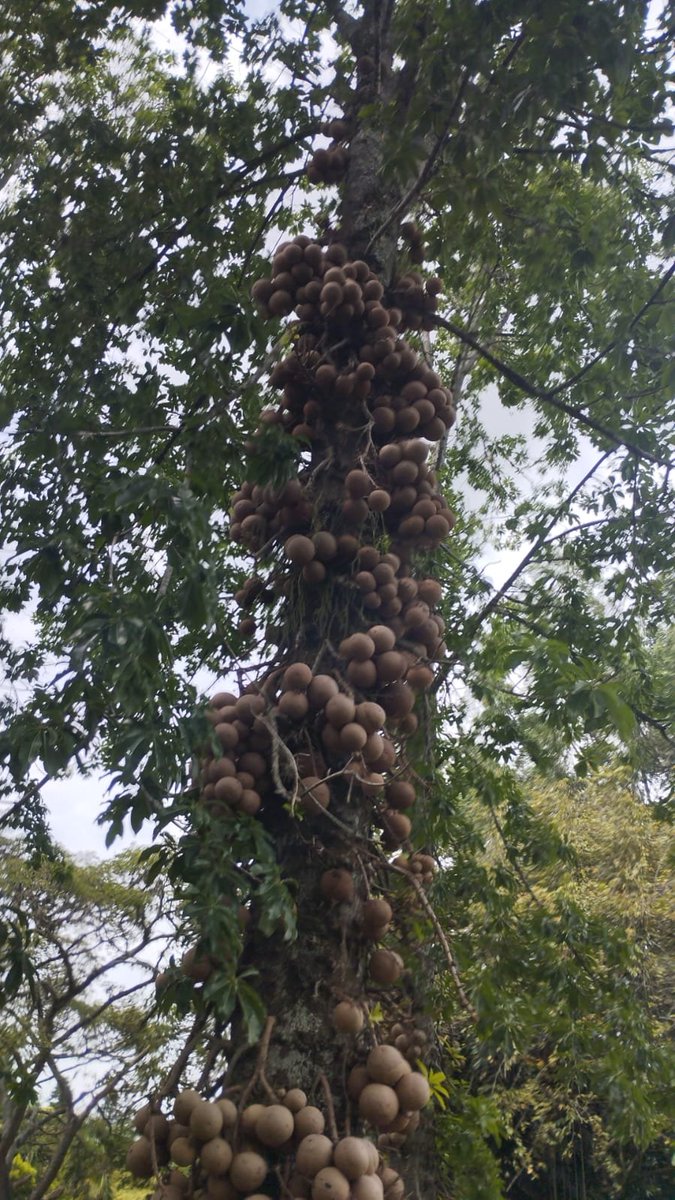 UnBryologo's tweet photo. @FrutasColombia tengo una pregunta... no hemos logrado saber que son.
Quizás tu conocimiento nos ayude a saber, son bastante duros. https://t.co/F4lJBdczA9
