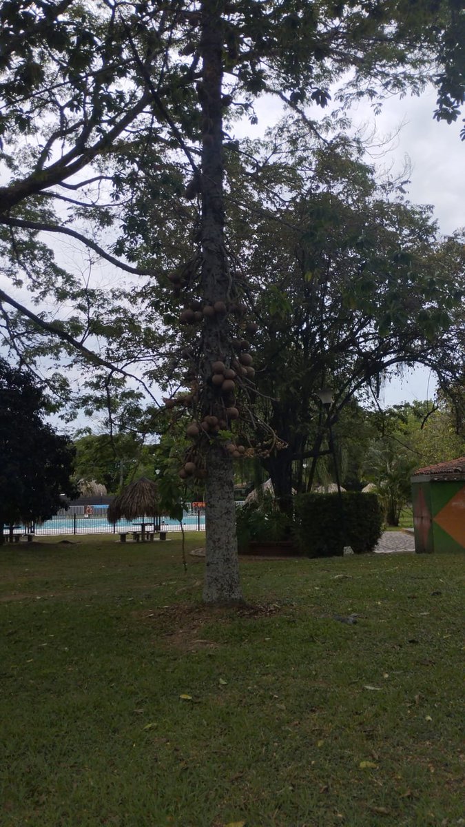 UnBryologo's tweet photo. @FrutasColombia tengo una pregunta... no hemos logrado saber que son.
Quizás tu conocimiento nos ayude a saber, son bastante duros. https://t.co/F4lJBdczA9