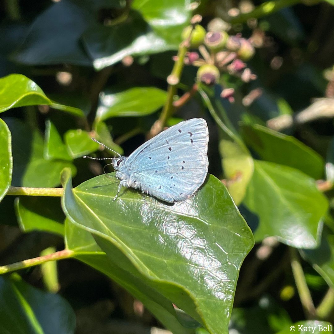 Could this be the earliest holly blue recorded in NI? On the 20th March last week, Senior Conservation Officer Katy Bell sighted what might be the earliest ever record of a holly blue in Northern Ireland, as normally first sightings appear around April. (1/4)