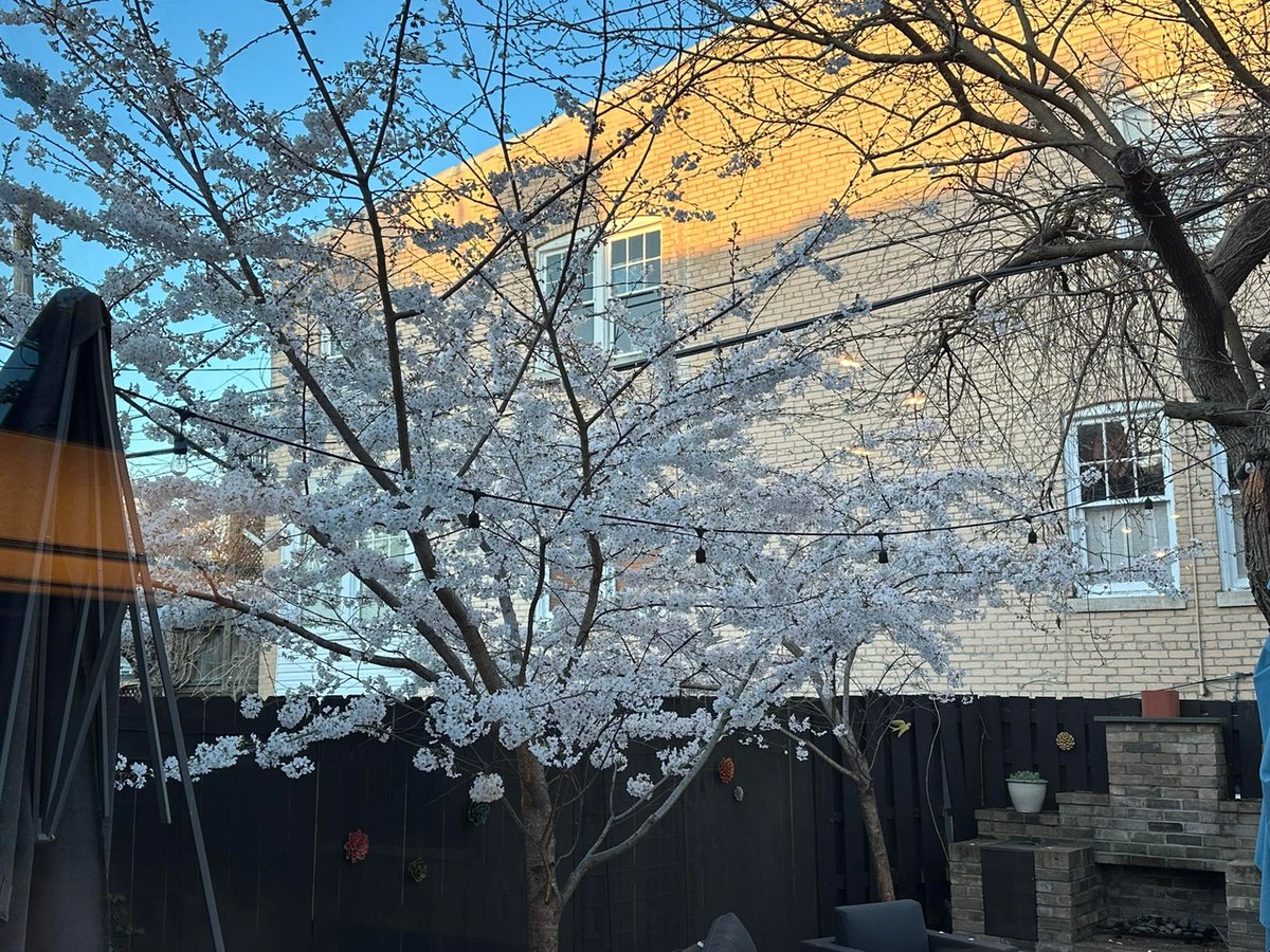 Back yard sweet sweet cherry blossom. It’s the season to beat. If you got a better pic (low bar) we would love to see it them!

Tag <a href="/nestdc/">nest DC</a> to be featured!
.
.
#dcliving #dcrealestate #dcrent #districtliving #realestate
