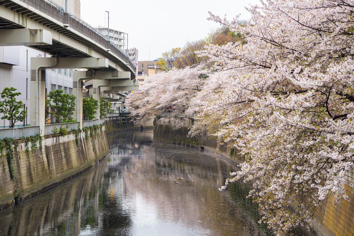 Want to see the cherry blossoms at leisure? Koganei Park (west #Tokyo), Asukayama Park (north Tokyo), and Edogawa Park (central Tokyo) are relatively less crowded during the cherry blossom season. Happy Hanami!