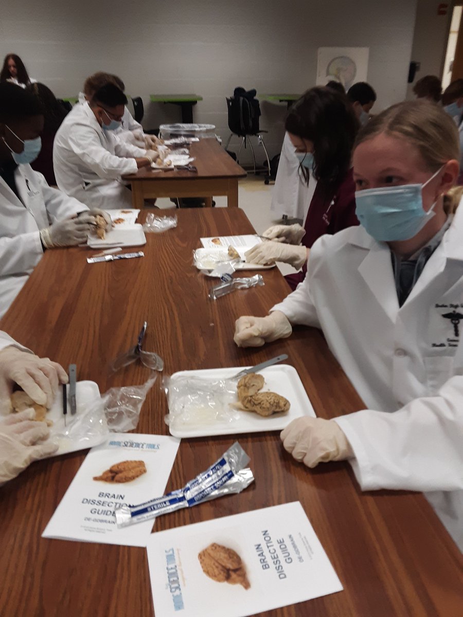 Michelle Johansen (@johansenm_ap) on Twitter photo The BHS Medical Terminology classes participated in sheep brain dissection today. 🧠Our students are learning how to be professionals in the health sciences and the development is so amazing to witness! 💚💛 <a href="/BrutonHS/">Bruton High School</a> The BHS Medical Terminology classes participated in sheep brain dissection today. 🧠Our students are learning how to be professionals in the health sciences and the development is so amazing to witness! 💚💛 <a href="/BrutonHS/">Bruton High School</a>