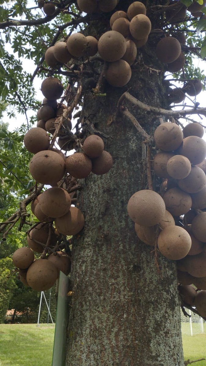 UnBryologo's tweet photo. @FrutasColombia tengo una pregunta... no hemos logrado saber que son.
Quizás tu conocimiento nos ayude a saber, son bastante duros. https://t.co/F4lJBdczA9