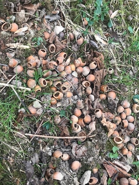 It’s beginning to look like spring here at Dalefoot, with little primroses splashing their colour around and signs of plenty of activity from our local red squirrels! What are your favourite signs of spring? #springtime #spring #primroses #redsquirrels