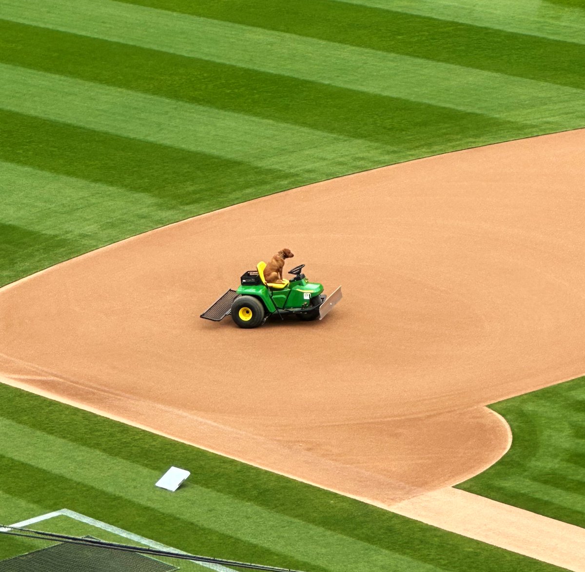 Oakland’s new groundskeeper has the field in peak condition.