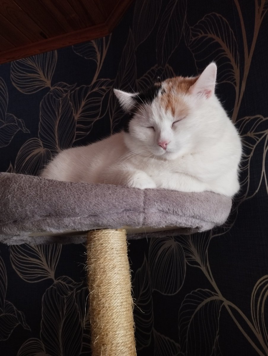 Hope you all enjoy a wonderful #WhiskersWednesday 😺 Friendly greetings from Jenna&Iduna on the catfurniture. #cats #calicocrew #tabbytroop #TogetherWeWin #halfwaythroughtheweek