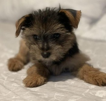 millypod1's tweet photo. DAISY & MAYA BOTH HOME SAFE.
THANKS FOR RT'sπππΎ
π26 MAR 2024 #Lost DAISY & MAYA #ScanMe
2 YOUNG Yorkshire Terriers Female
#Semilong #Northampton #Northamptonshire #NN2 https://t.co/JwvfoHpqhq https://t.co/UO85TWm7Qp https://t.co/tVwZtAGVYw