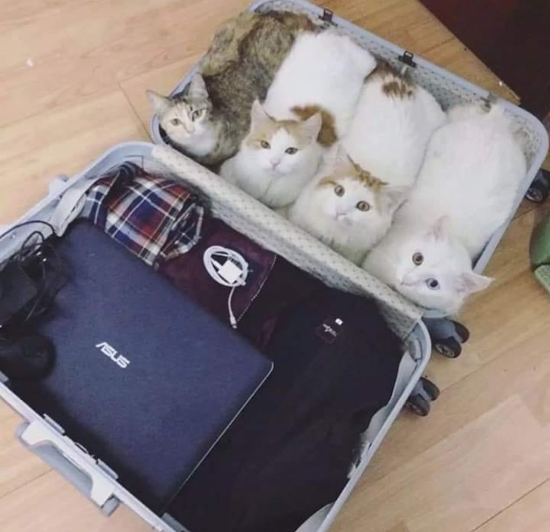 PunchingCat tweet picture