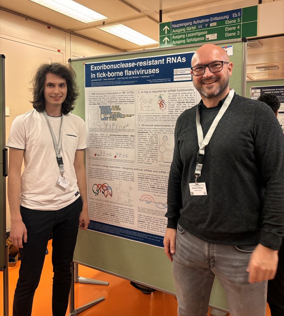 At #GfV2024 #Vienna, presenting latest research with my PhD student, Leonhard Sidl. Our poster on 'Exoribonuclease-resistant RNAs in tick-borne flaviviruses' unveils structural insights of ligand-inducible molecular devices for #SyntheticBiology! #Virology #ComputationalBiology