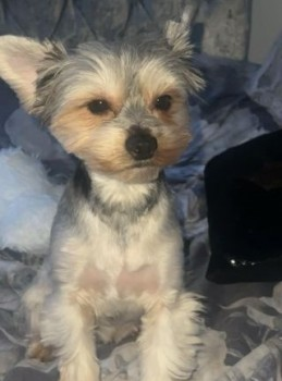 millypod1's tweet photo. DAISY & MAYA BOTH HOME SAFE.
THANKS FOR RT'sπππΎ
π26 MAR 2024 #Lost DAISY & MAYA #ScanMe
2 YOUNG Yorkshire Terriers Female
#Semilong #Northampton #Northamptonshire #NN2 https://t.co/JwvfoHpqhq https://t.co/UO85TWm7Qp https://t.co/tVwZtAGVYw
