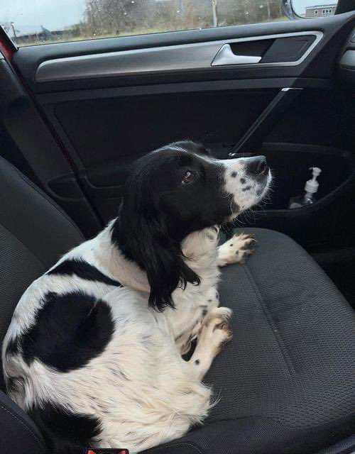 rosieDoc2's tweet image. #SpanielHour 

Lady STILL MISSING 3yr old black&amp;amp;white #CockerSpaniel female 22/1/23 
Very timed/calm natured
Lodge Road #Donnington Wood area #Telford #Shropshire from home #TF2

 doglost.co.uk/dog-blog.php?d…

@DonningtonCHub @TelfordHour @JacquiSaid @BitofDecorum @RachaelB100 @bs2510