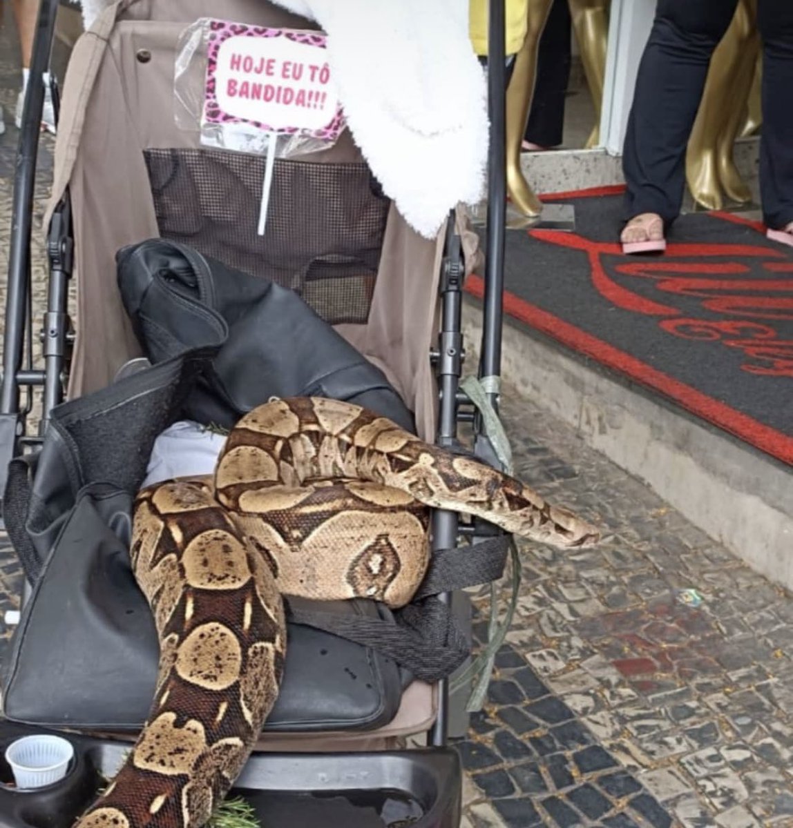 BHeMeupais's tweet photo. Animais autorizados na função Uber Pet em Belo Horizonte https://t.co/z73piebP8W
