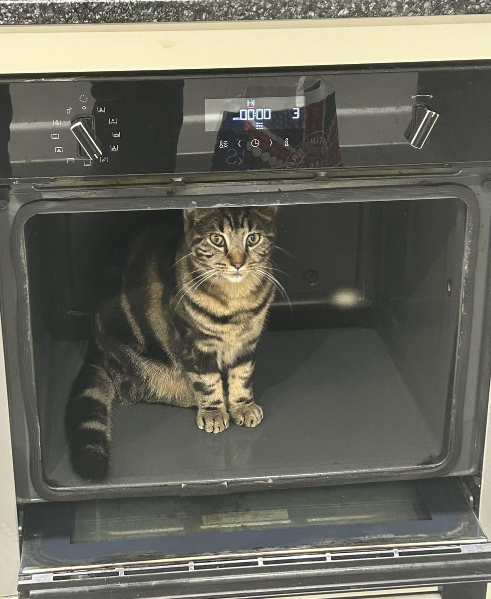 SamuelTheSetter's tweet image. With the shelves removed for pyrolytic cleaning, Bella seems to have found a new home. In the oven. I want it put on record that she went in of her own accord.