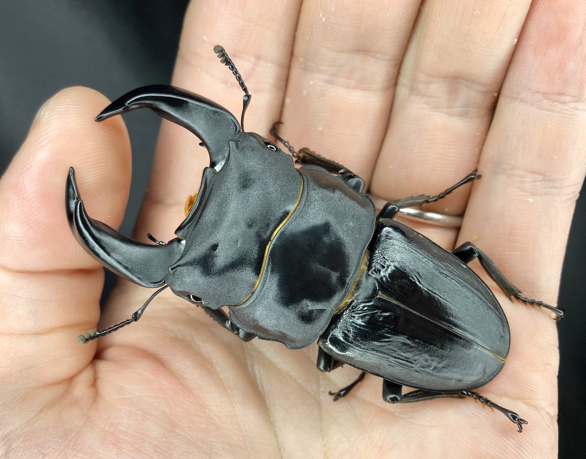 ストックしていたA160F(1.2枚目)とSY-07K(3.4枚目)。
未だに今年のブリードで使うかどうか決まっておらず…m(_ _)m