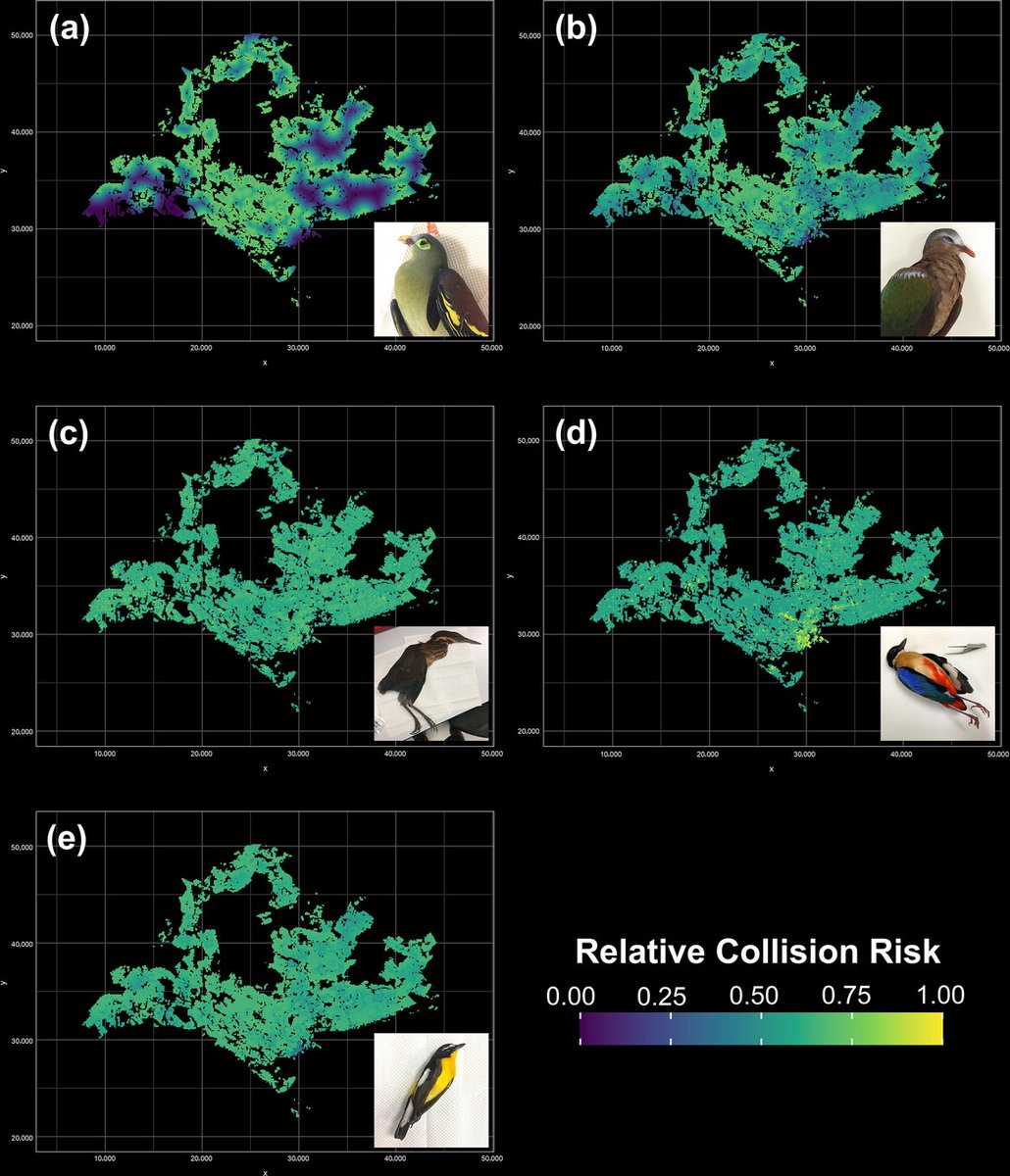 Tan et al share their findings on disentangling the #biotic and #abiotic drivers of #bird–building collisions in a tropical Asian city with ecological niche modeling.🐦 Read more at doi.org/10.1111/cobi.1… #Singapore #conservation #science #wordoftheweek