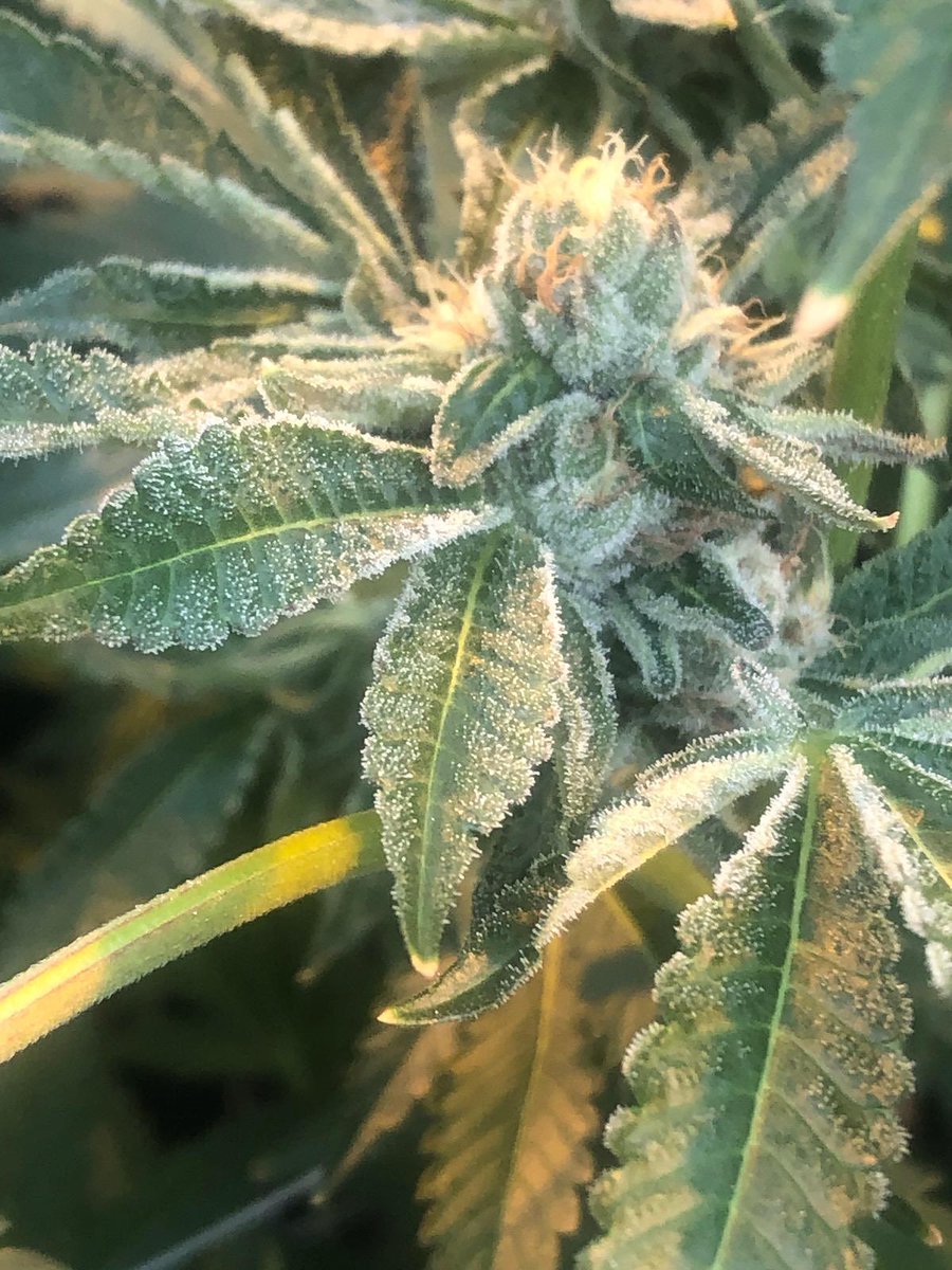 cooncatcrazy's tweet image. Blue Zushi in the greenhouse