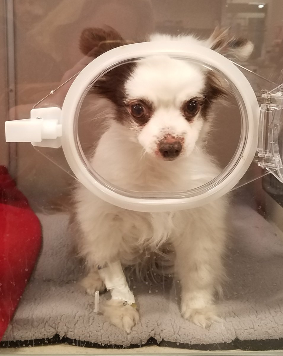🚨HOSPITAL PUPDATE 3🚨
Good: Pneumonia is getting better with intravenous meds!
🎉
Hopeful: Charlie's in an Oxygen Chamber another night but breathed well outside it for short periods today.
🙏
Cute: I got to open the hatch and pet him!🤗
Much Love!!❤ Mama
RETWEET
#dogsoftwitter